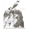 Catalogue de oiseaux vol. 2